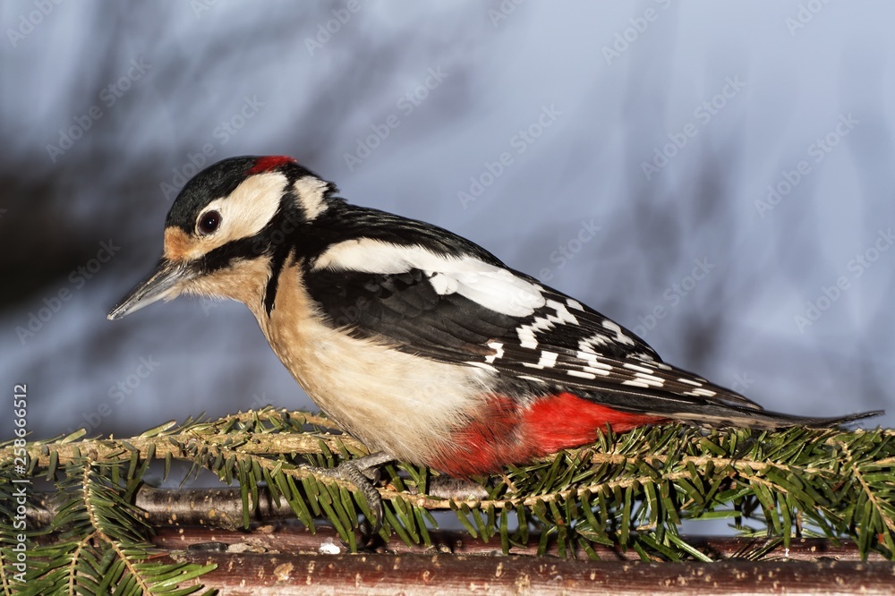 Obraz premium Greatspotted woodpecker (Dendrocopos major). Moravia. Europe.