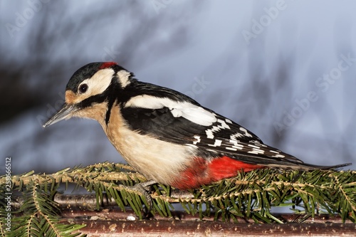  Greatspotted woodpecker (Dendrocopos major). Moravia. Europe. photo