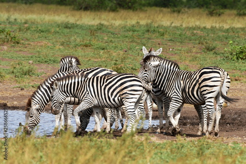 herd of zebras at waterhole,Kruger national park in SOuth Africa