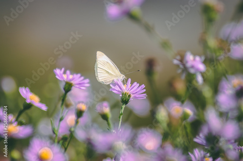 butterfly on flower