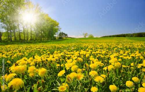 Fototapeta Naklejka Na Ścianę i Meble -  Blooming dandelions on meadow.Spring landscape with sunny sky.