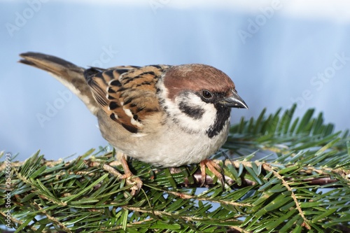 Tree sparrow (Passer montanus). Moravia. Europe.