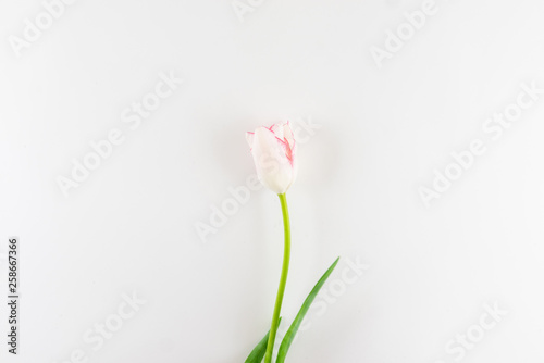 Fototapeta Naklejka Na Ścianę i Meble -  Pink tulip on white background.