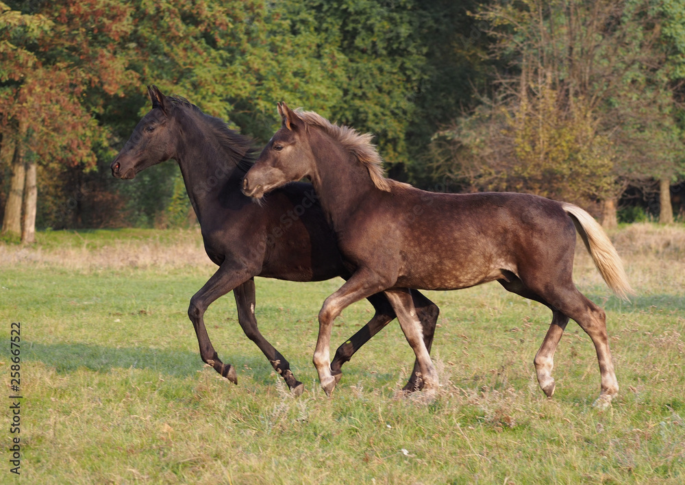 Cute foals friendly play on a autumn meadow Cute foals friendly play on a autumn meadow