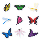 Dragonflies and butterflies illustrations set