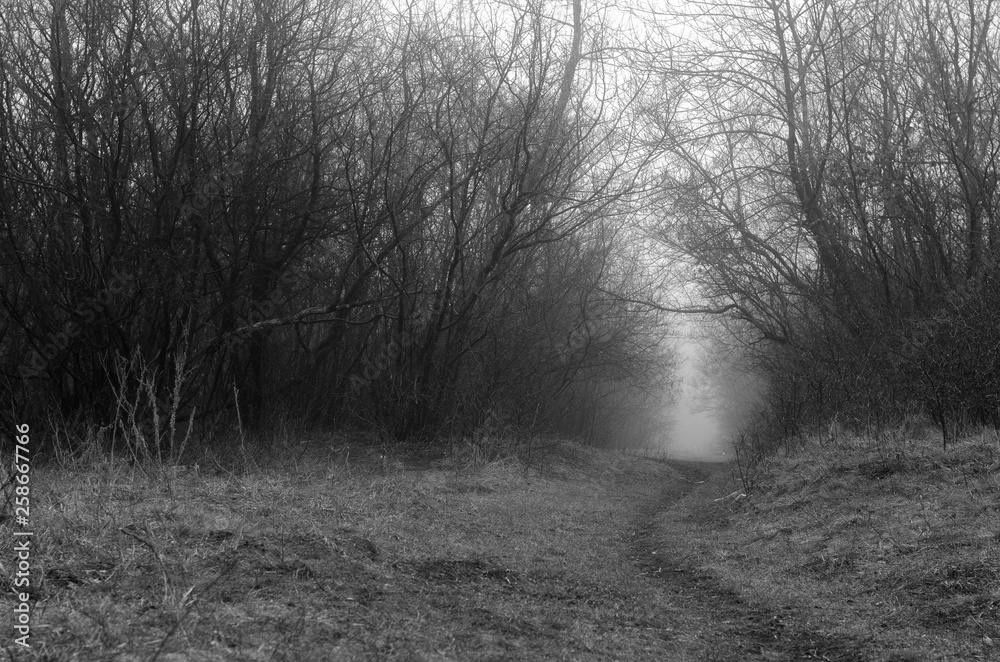 Obraz premium One misty day