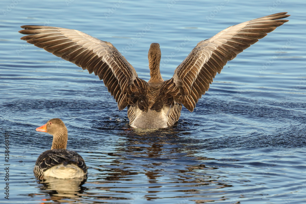 Fototapeta premium greylag goose spring day