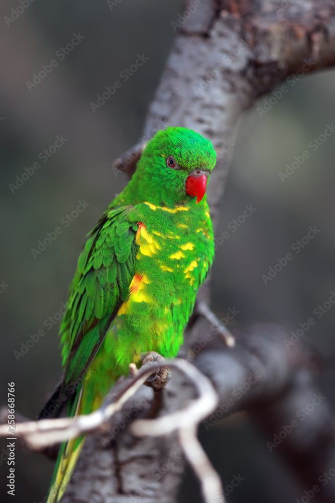 The scaly-breasted lorikeet (Trichoglossus chlorolepidotus) sitting on the branch in the forest. Green parrot on the branch with dark background.