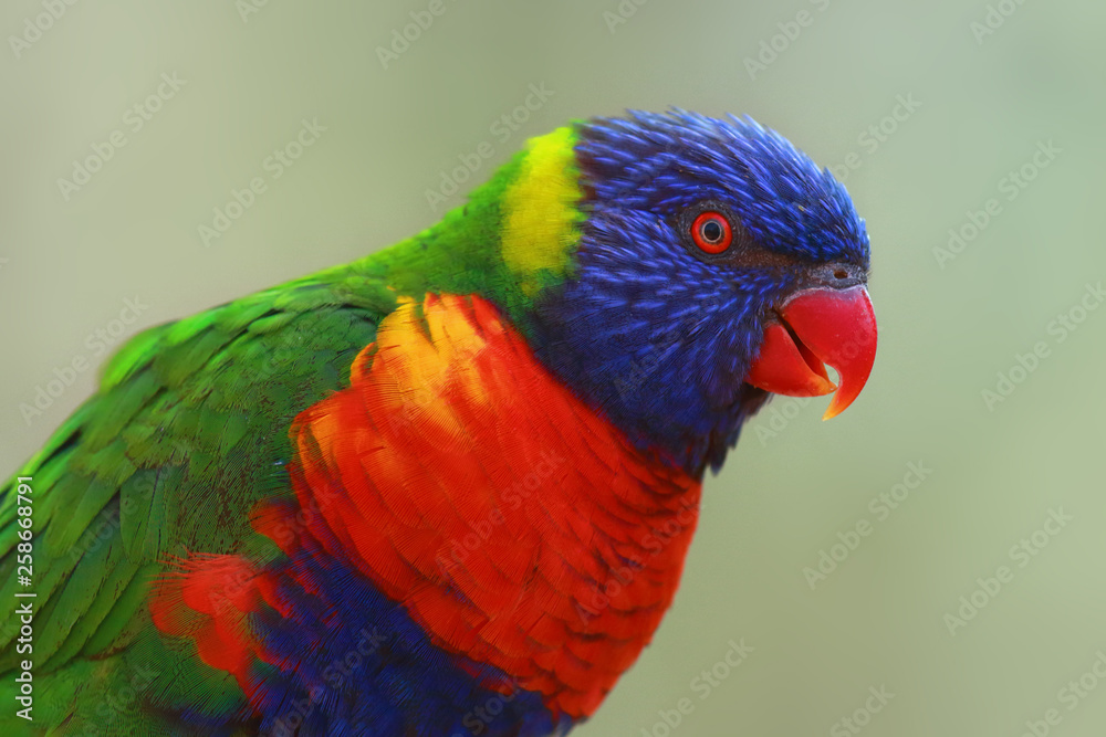 Naklejka premium The rainbow lorikeet (Trichoglossus moluccanus) sitting on the branch. Extremely colored parrot on a branch with a green background.