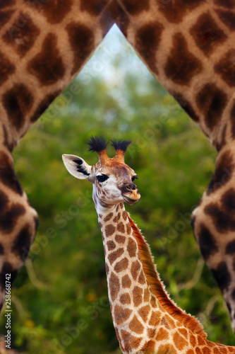The South African giraffe or Cape giraffe (Giraffa camelopardalis giraffa) , portrait of a young giraffe with green background.Cute small giraffe in herd protection.