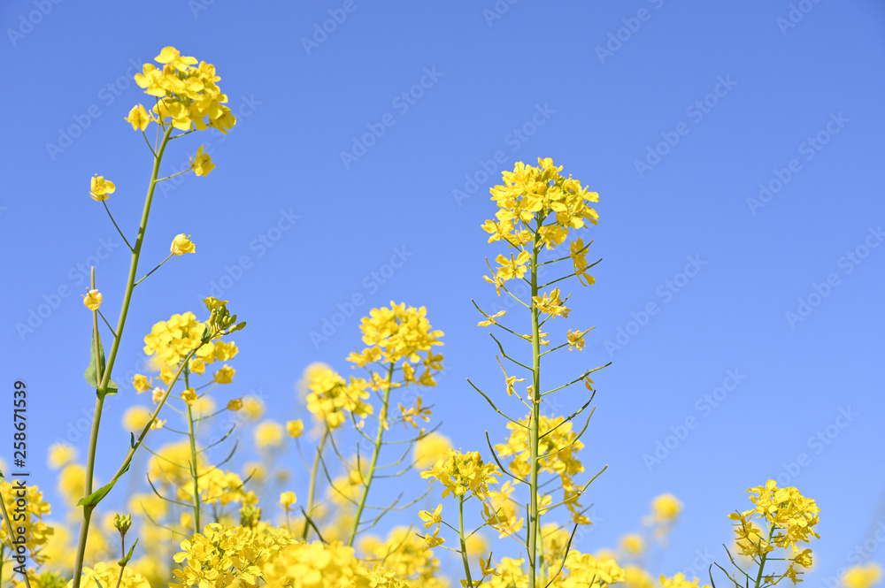 春の青空と菜の花畑 春の青空と菜の花畑