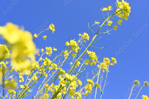春の青空と菜の花畑 © doraneko777
