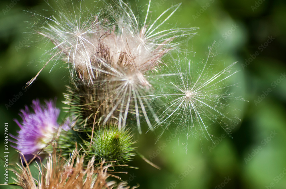 Fototapeta premium A beautiful color of blooming head donkey thistle closeup as natural floral background