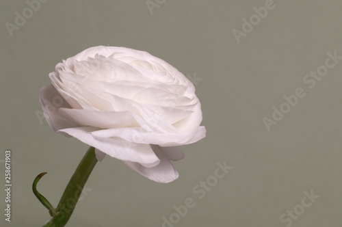 Ranunculus flower over green photo