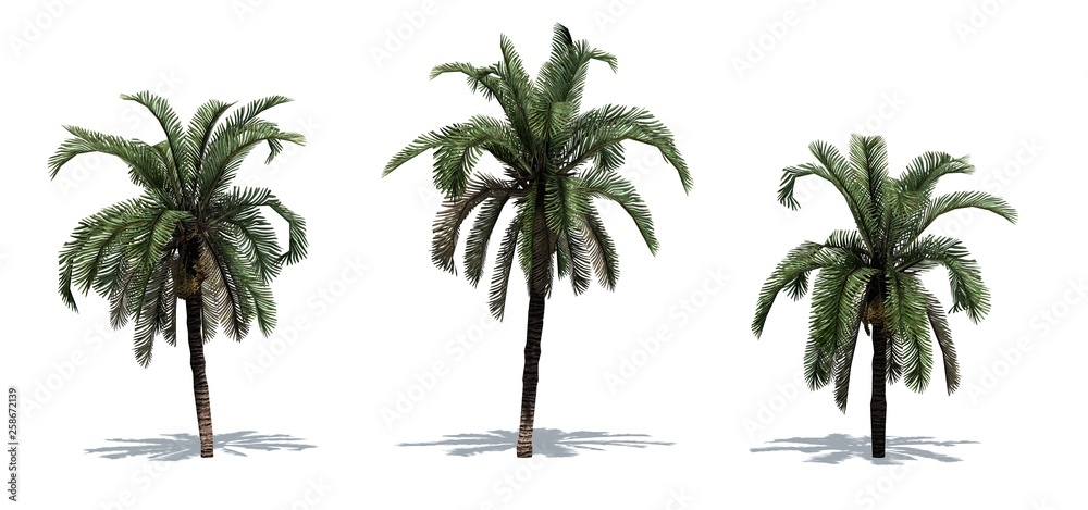Set of Date Palm trees with shadow on the floor - isolated on white background