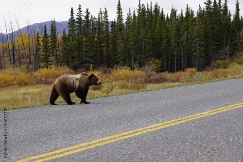 Grizzly bear in wilderness in north America