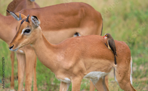 Vászonkép Red-billed oxpecker feeding off ticks on back of juvenile male impala