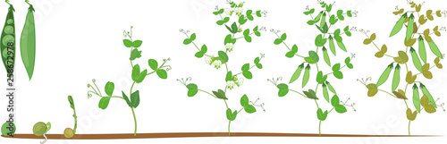 Fotografie, Obraz Life cycle of pea plant