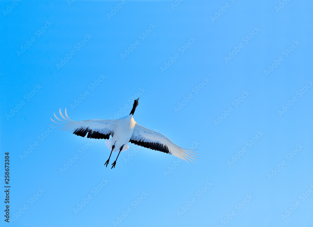 Fototapeta premium 青空に丹頂鶴