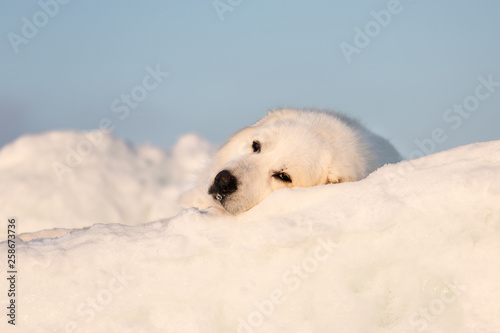 Beautiful and sad maremmano abruzzese dog lying on ice floe and snow on the frozen sea background.