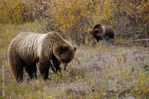 Grizzly bear with her cup in wild Yukon