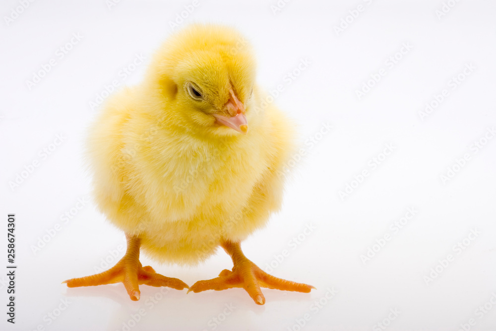 Obraz premium Mała żółta laska