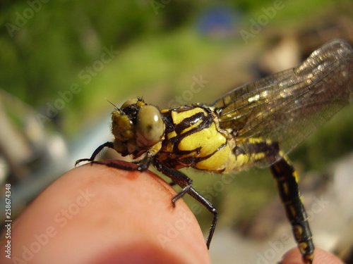 Dragonfly insect sitting sideways on a man's finger close up, blurred green background