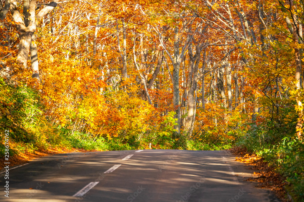 Fototapeta premium Hakkoda gold line the highway road number 109 in Aomori Prefecture during the fall trees along the road will gradually change the color according to the altitude of the area in travel concept.