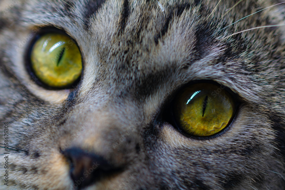 Obraz premium cat eyes