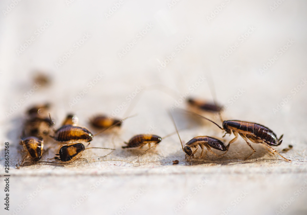 Many little cockroaches in one place