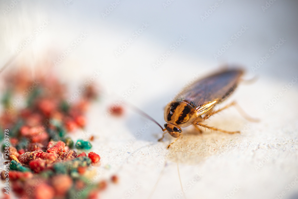 Obraz premium Cockroaches crawl into a trap with bait. Cockroaches fell into a sticky trap.