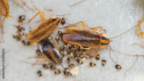 Cockroaches crawl into a trap with bait. Cockroaches fell into a sticky trap.