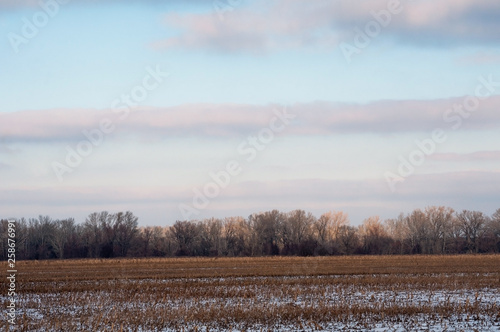 Wallpaper Mural the scenery of the winter forest and its details are so beautiful, especially in the sunset Torontodigital.ca