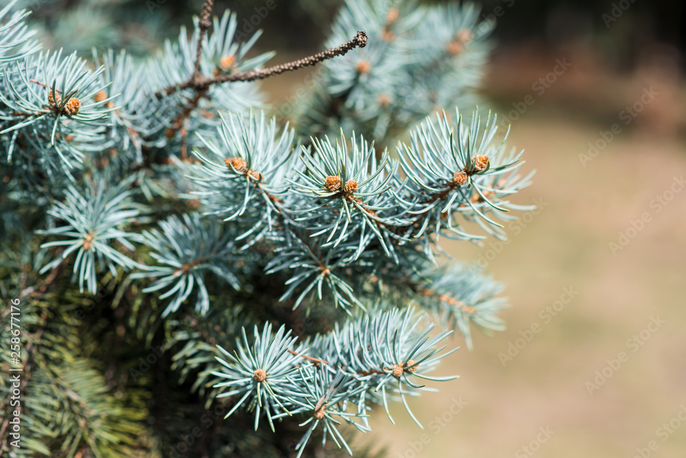 branch of blue pine, close-up with bokeh, on a sunny day