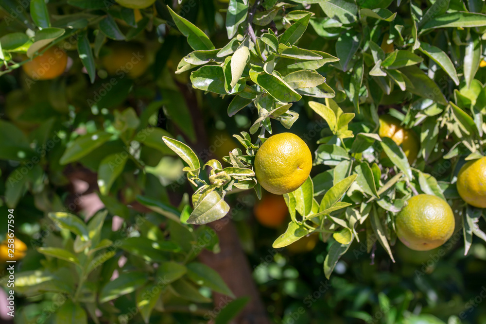 Naranjas en el árbol