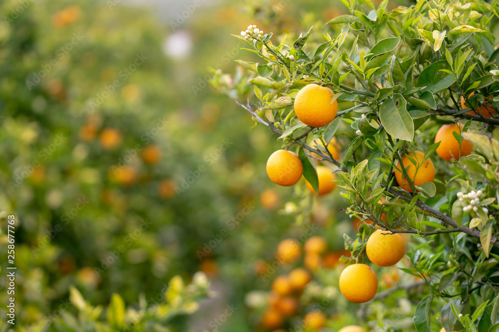 Naranjas en el árbol