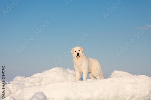 Beautiful and free maremmano abruzzese dog standing on ice floe and snow on the frozen sea background at sunset