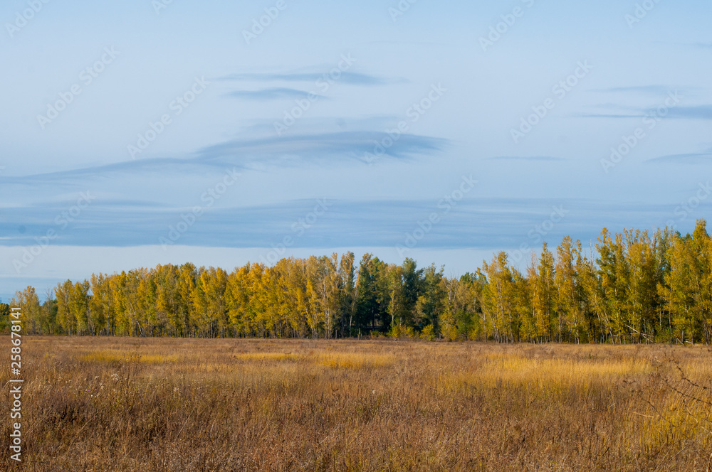 Fototapeta premium autumn forest in all its glory, it is so beautiful in the sunset