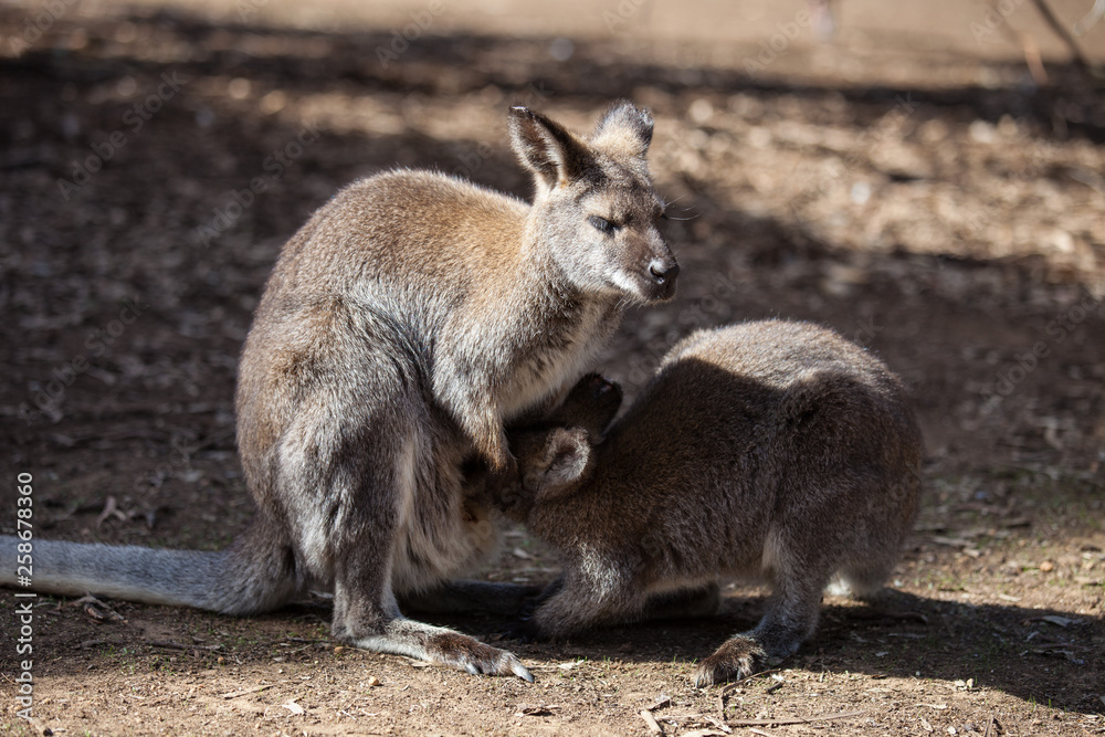 The wild famale Kangaroo feeding her joey from the pouch. Australia. The wild famale Kangaroo feeding her joey from the pouch. Australia.