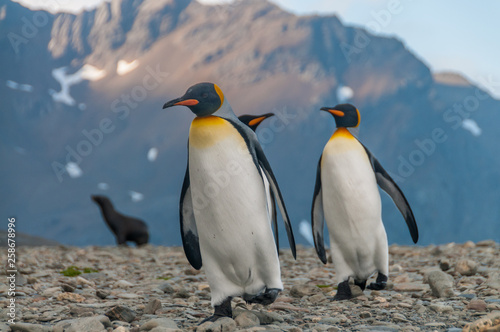 King Penguins