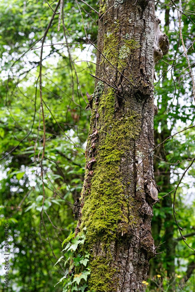 moss on tree