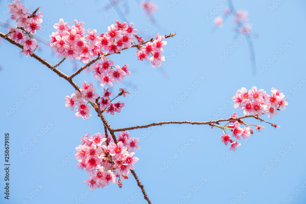 Cherry blossom flowers , sakura flowers on sky background. Cherry blossom flowers , sakura flowers on sky background.