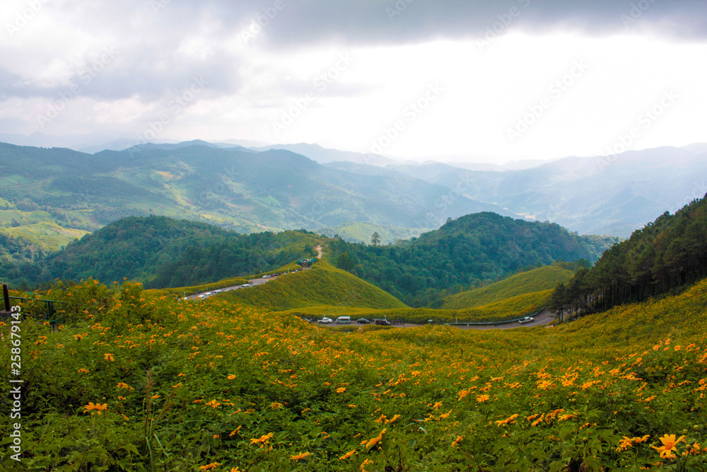 Thung Bua Tong Fields at Doi Mae U-kho,Khunyuam district ,Maehongson Thailand. Mexican sunflowers bloom during November-December covered the hills 