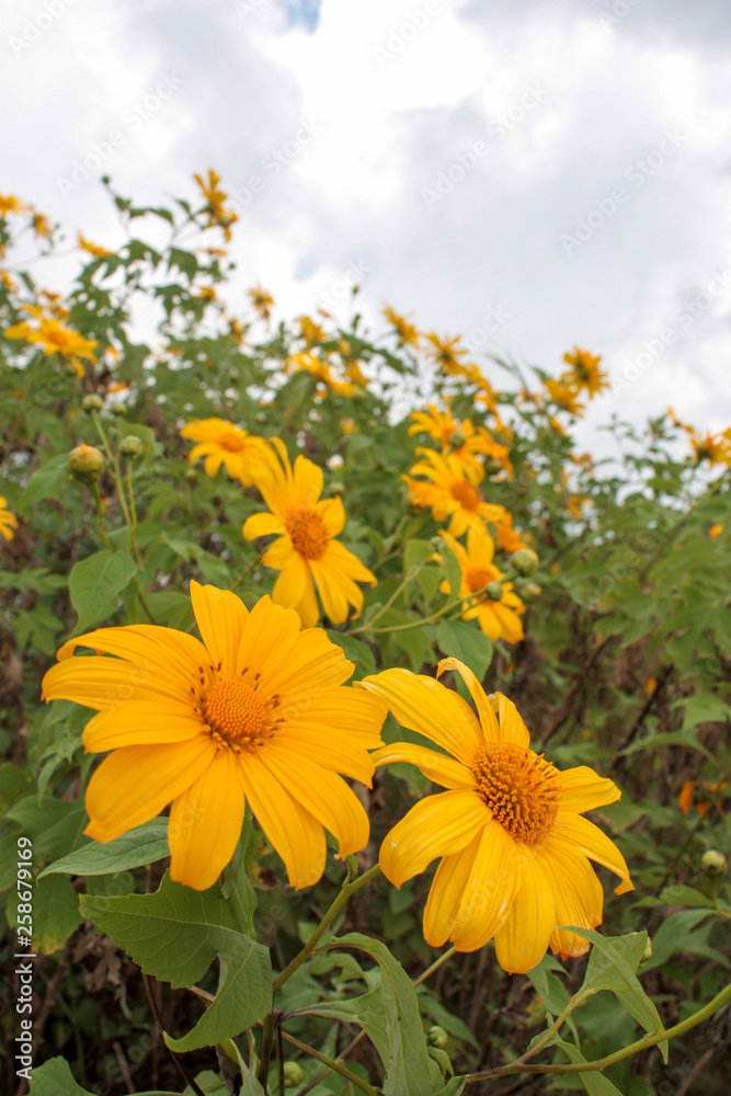 Pop up mexican sunflower in field with blue sky as a background Pop up mexican sunflower in field with blue sky as a background