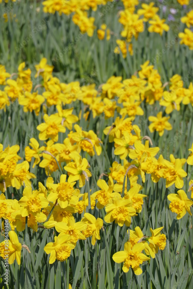 Gelbe Narzissen, Narzissenblüte  (Narcissus Pseudonarcissus)