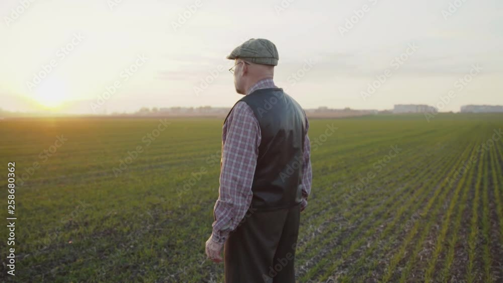 Handsome senior farmer stands among sunny field and looks in the distance Handsome senior farmer stands among sunny field and looks in the distance