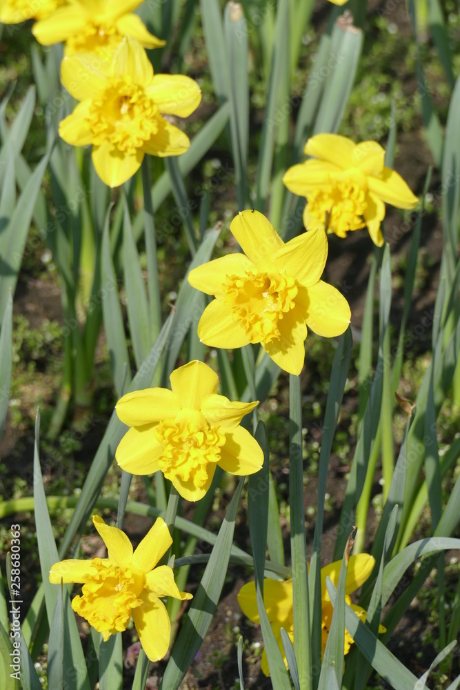 Gelbe Narzissen, Narzissenblüte  (Narcissus Pseudonarcissus)