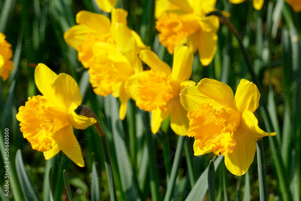 Gelbe Narzissen, Narzissenblüte (Narcissus Pseudonarcissus) Gelbe Narzissen, Narzissenblüte (Narcissus Pseudonarcissus)