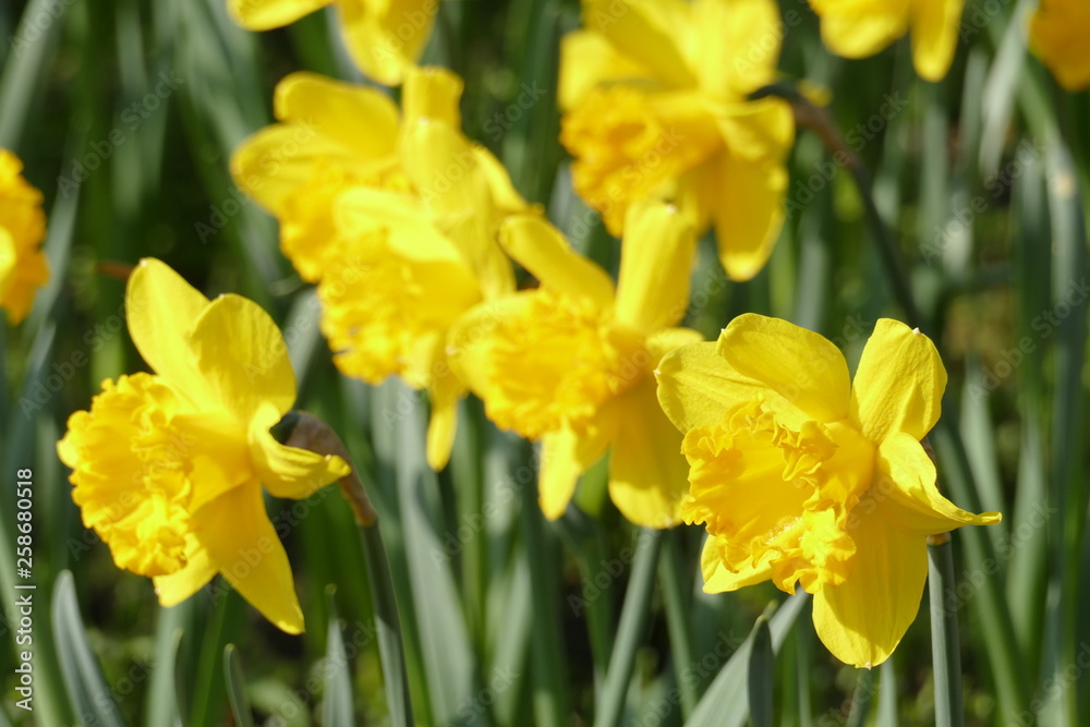 Gelbe Narzissen, Narzissenblüte (Narcissus Pseudonarcissus) Gelbe Narzissen, Narzissenblüte (Narcissus Pseudonarcissus)