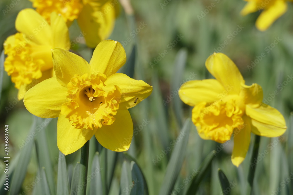 Fototapeta premium Gelbe Narzissen, Narzissenblüte (Narcissus Pseudonarcissus)